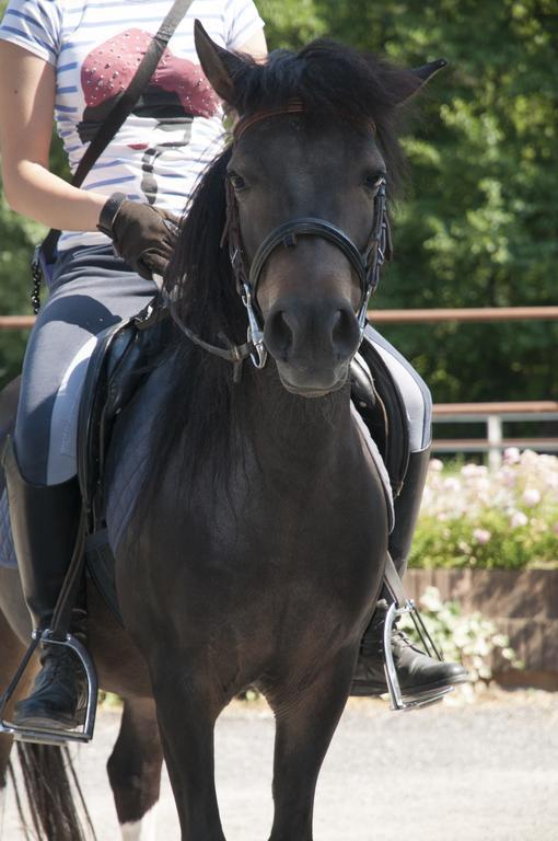 Agriturismo Jesson Rosamund Cantù Kültér fotó