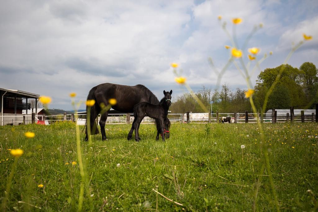 Agriturismo Jesson Rosamund Cantù Kültér fotó